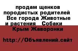 продам щенков породистых родителей - Все города Животные и растения » Собаки   . Крым,Жаворонки